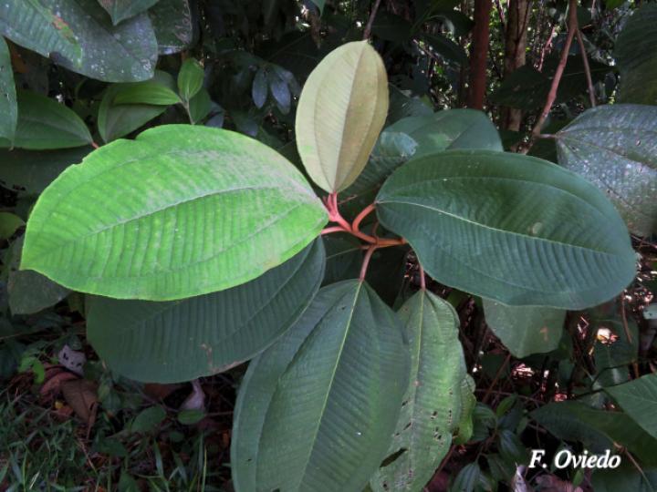 Miconia elata