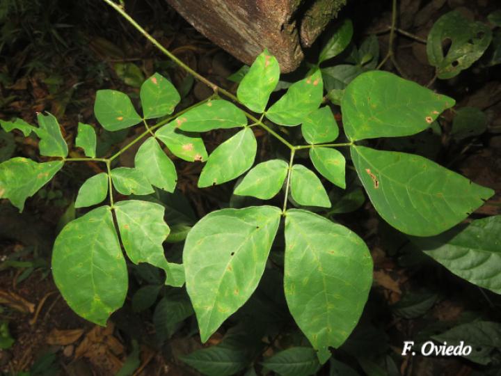 Mimosa watsonii (Contenete)