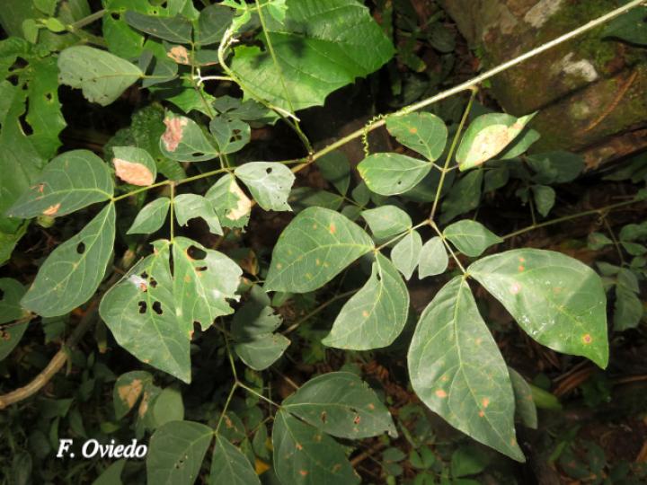 Mimosa watsonii (Contenete)