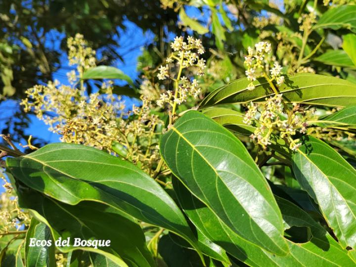 Nectandra membranacea (Aguacatillo)