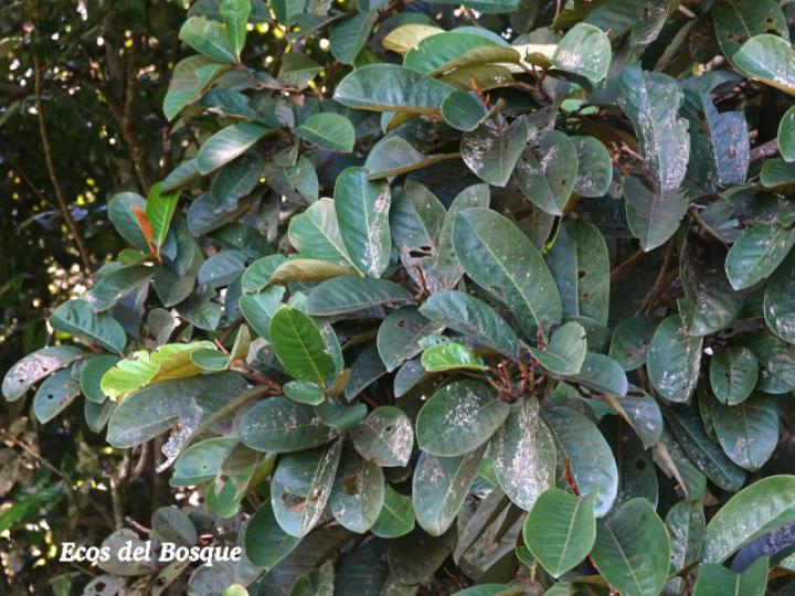 Otoba novogranatensis (Hoja dorada)