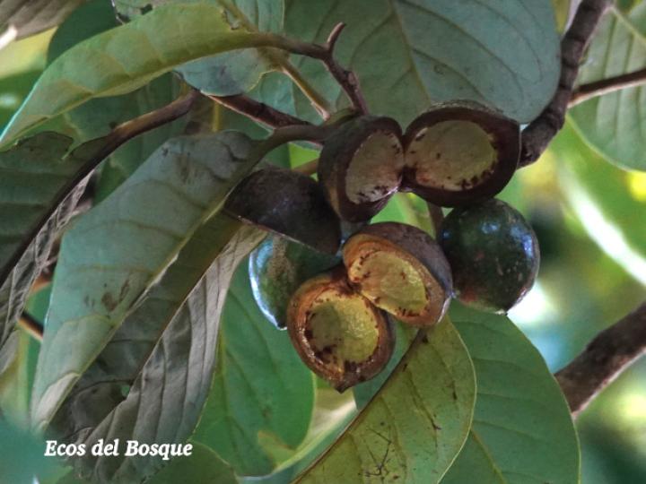 Otoba novogranatensis (Hoja dorada)