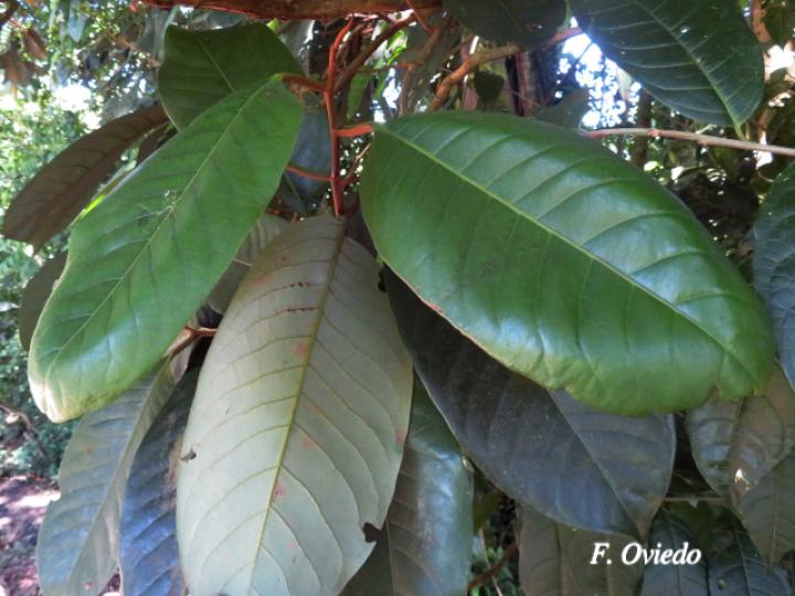 Otoba novogranatensis (Hoja dorada)