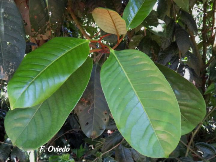 Otoba novogranatensis (Hoja dorada)
