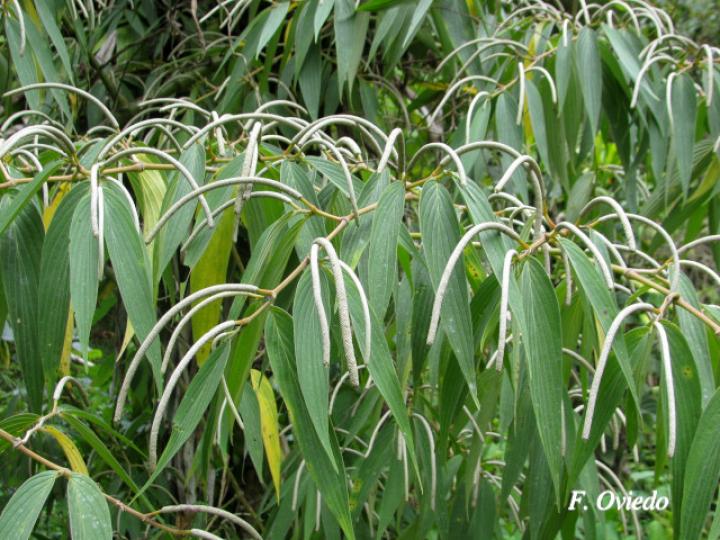 Piper friedrichsthalii