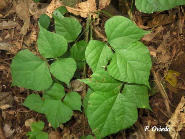 Rhynchosia erythrinoides