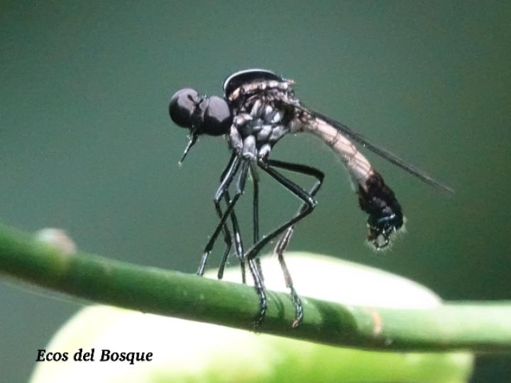 Senobasis corsair (Mosca cazadora)