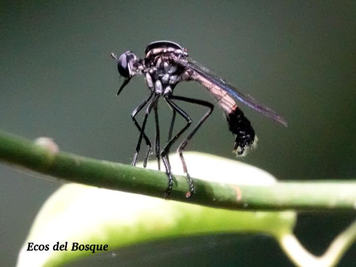 Senobasis corsair (Mosca cazadora)