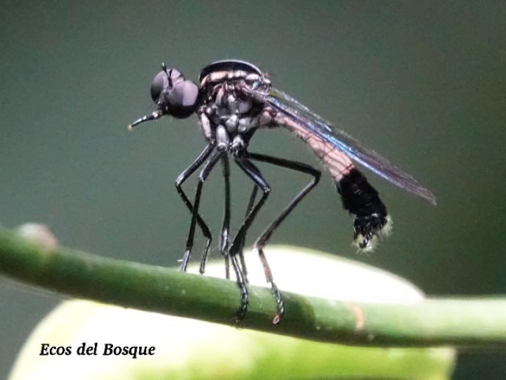 Senobasis corsair (Mosca cazadora)