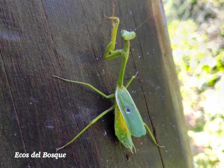Stagmatoptera biocellata (Mantis religiosa)