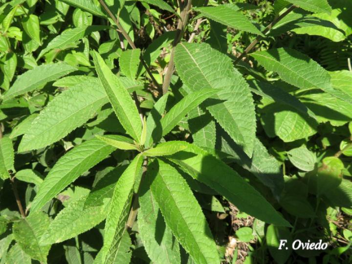 Vernonanthura patens (Tuete)