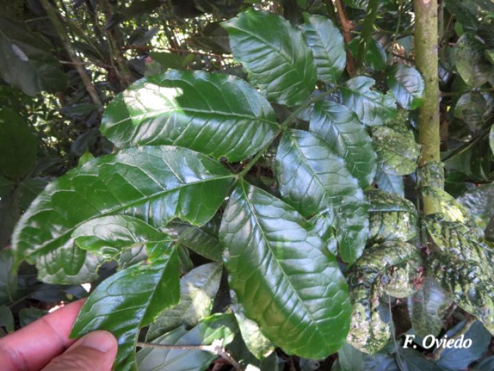 Zanthoxylum acuminatum (Lagartillo)
