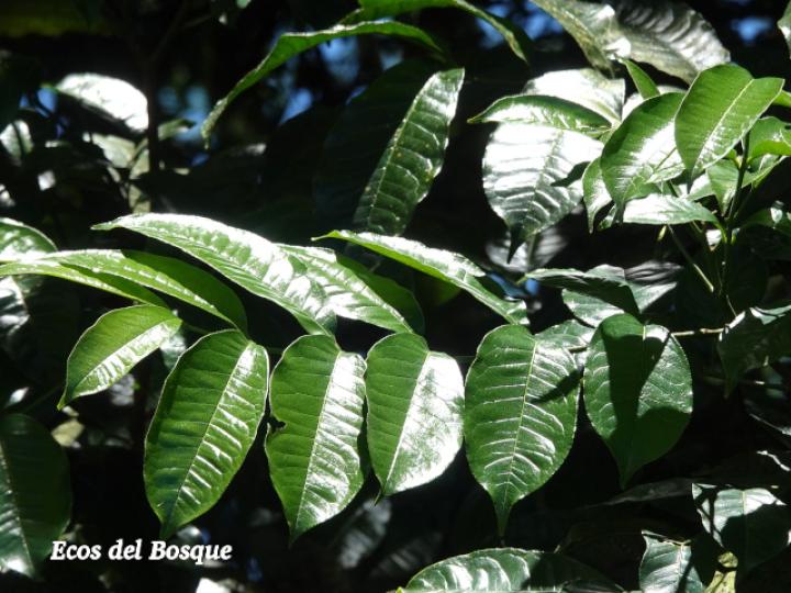 Zanthoxylum acuminatum (Lagartillo)