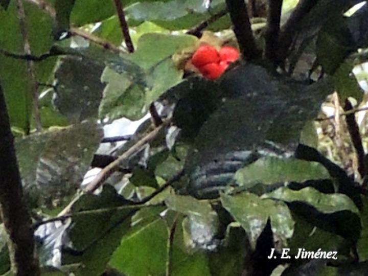 Zanthoxylum acuminatum (Lagartillo)