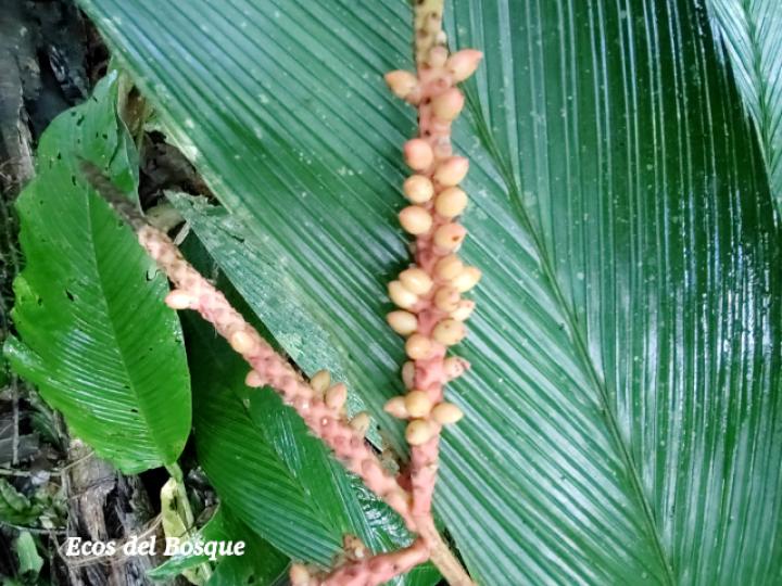 Asterogyne martiana, frutos