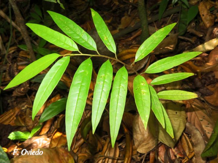 Annona papilionella (Anonillo, Majagua)