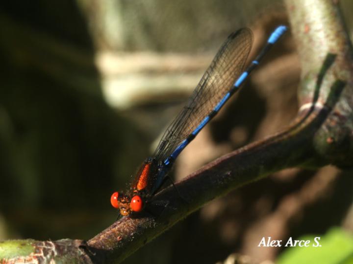 Argia oenea (Azulilla de arroyo de ojos rojos)