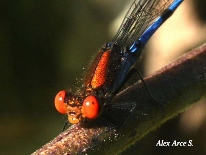 Argia oenea (Azulilla de arroyo de ojos rojos)