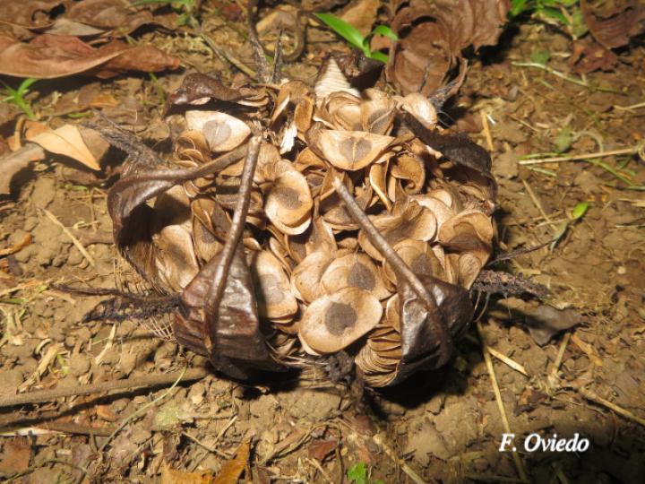 Aristolochia pilosa