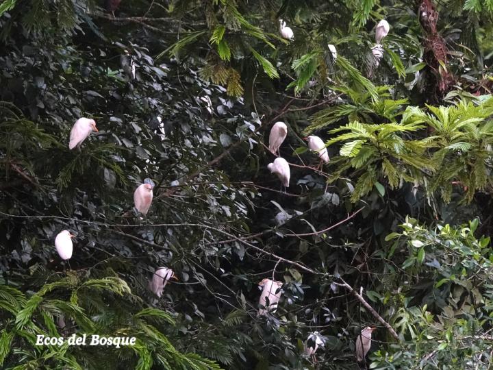 Bubulcus ibis (Garza bueyera)