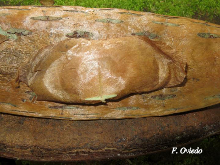 Callichlamys latifolia