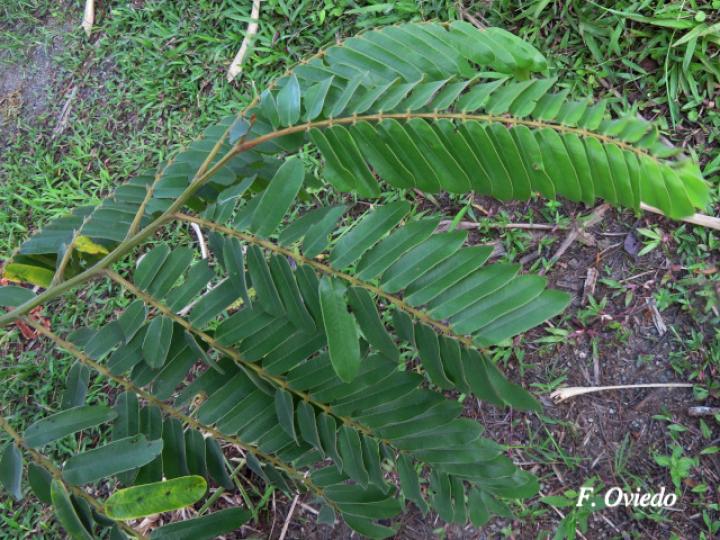 Cassia grandis (Carao)