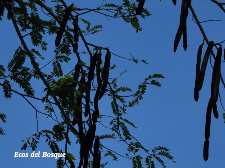 Cassia grandis (Carao)