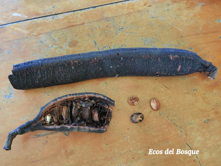 Cassia grandis (Carao)