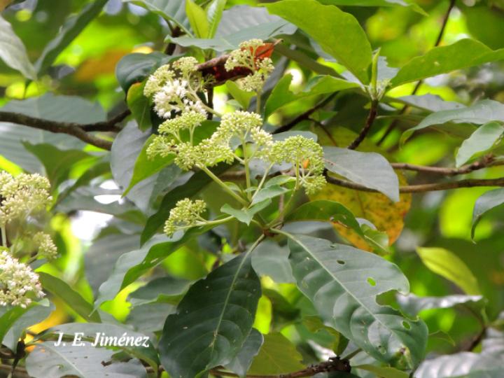 Chimarrhis parviflora (Yema de huevo)