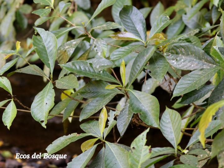 Chimarrhis parviflora (Yema de huevo)