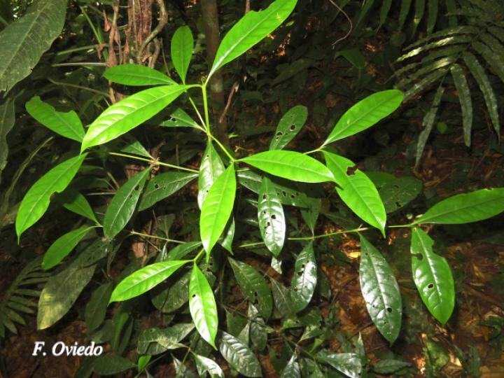 Chimarrhis parviflora (Yema de huevo)