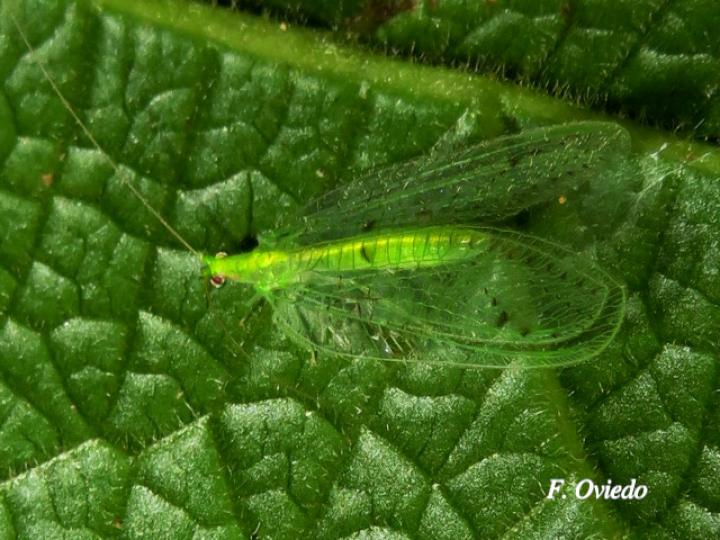 Chrysoperla carnea