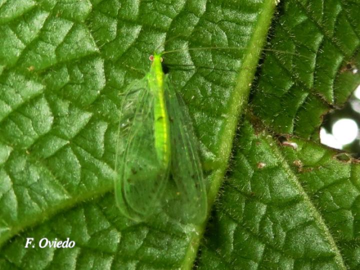 Chrysoperla carnea