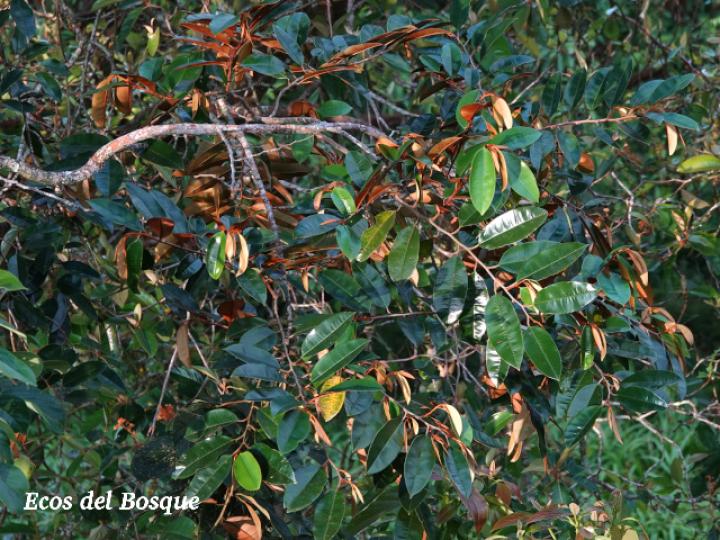 Chrysophyllum cainito (Caimito)