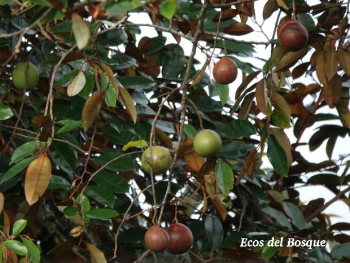Chrysophyllum cainito (Caimito)