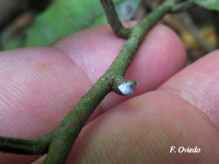 Chrysophyllum cainito (Caimito)