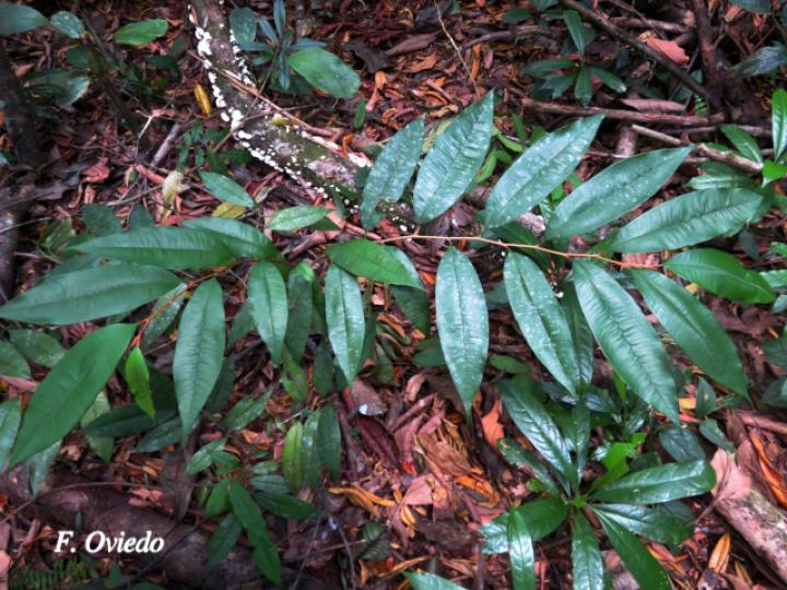 Chrysophyllum cainito (Caimito)