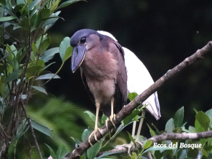 Coclearius coclearius (Chocuaco)
