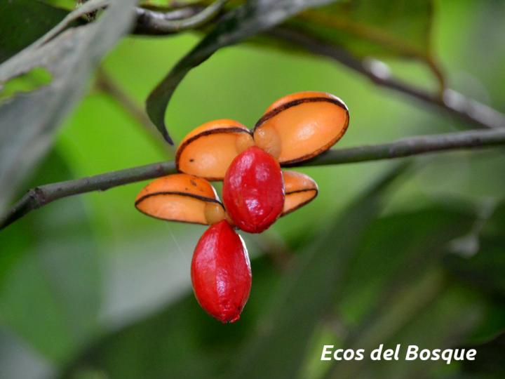 Compsoneura mexicana (Fruta dorada, sangrillo)