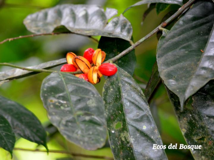 Compsoneura mexicana (Fruta dorada, sangrillo)