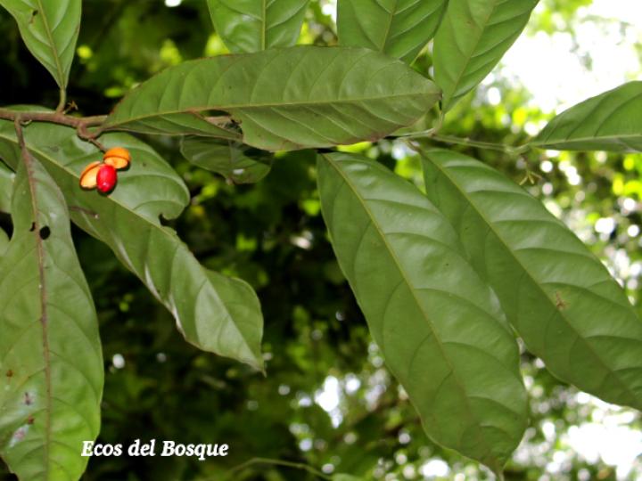 Compsoneura mexicana (Fruta dorada, sangrillo)