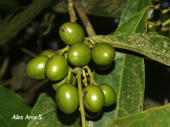 Compsoneura mexicana (Fruta dorada, sangrillo)