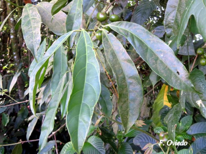Compsoneura mexicana (Fruta dorada, sangrillo)