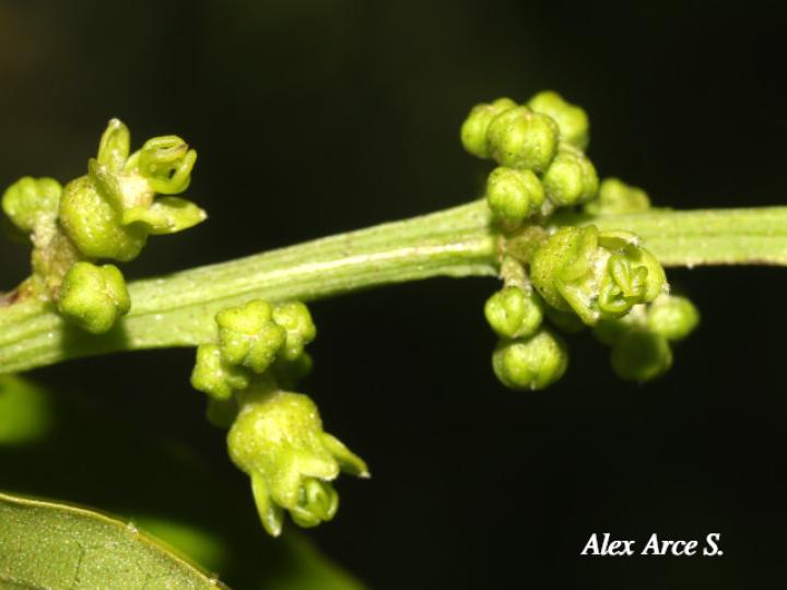Croton megistocarpus