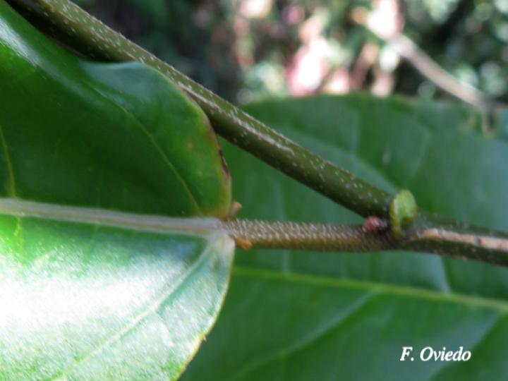 Croton megistocarpus