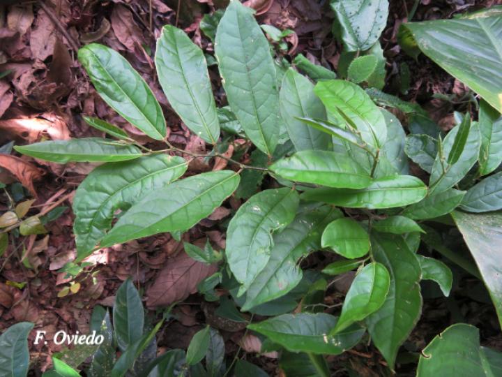 Croton megistocarpus