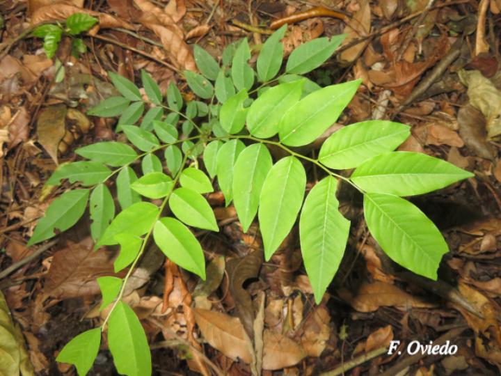Dalbergia melanocardium (Cocobolo, Chirraca)
