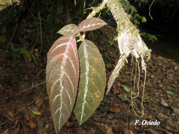 Drymonia stenophylla