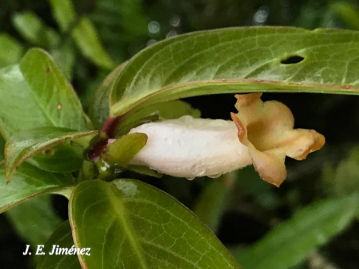 Drymonia stenophylla