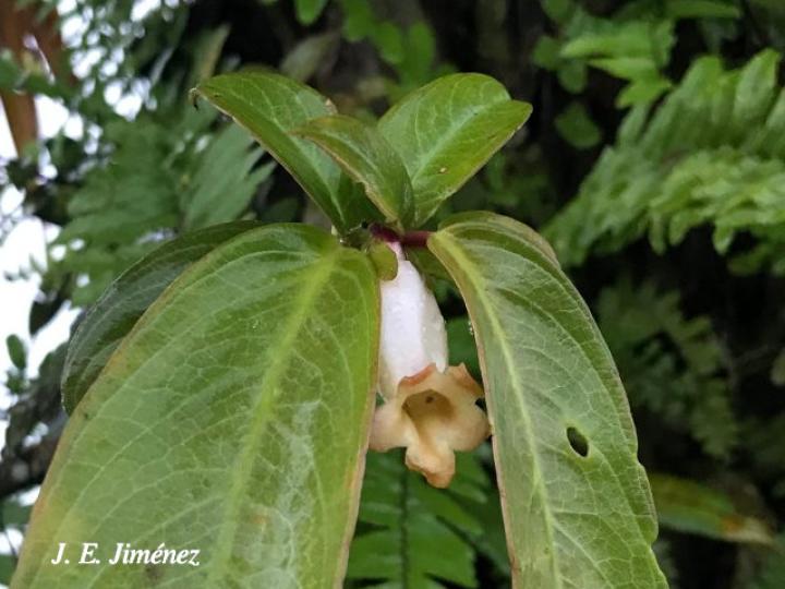Drymonia stenophylla